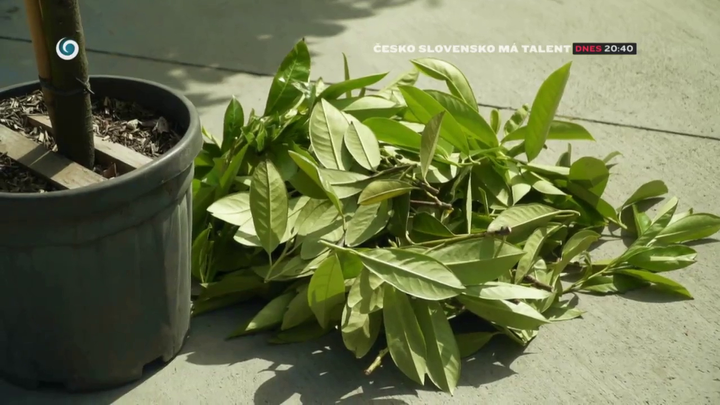 Nova zahrada - zivy plot